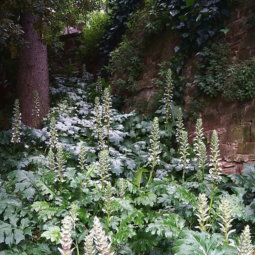 Acanthus mollis - Acanthe à feuilles molles (Plant habit)