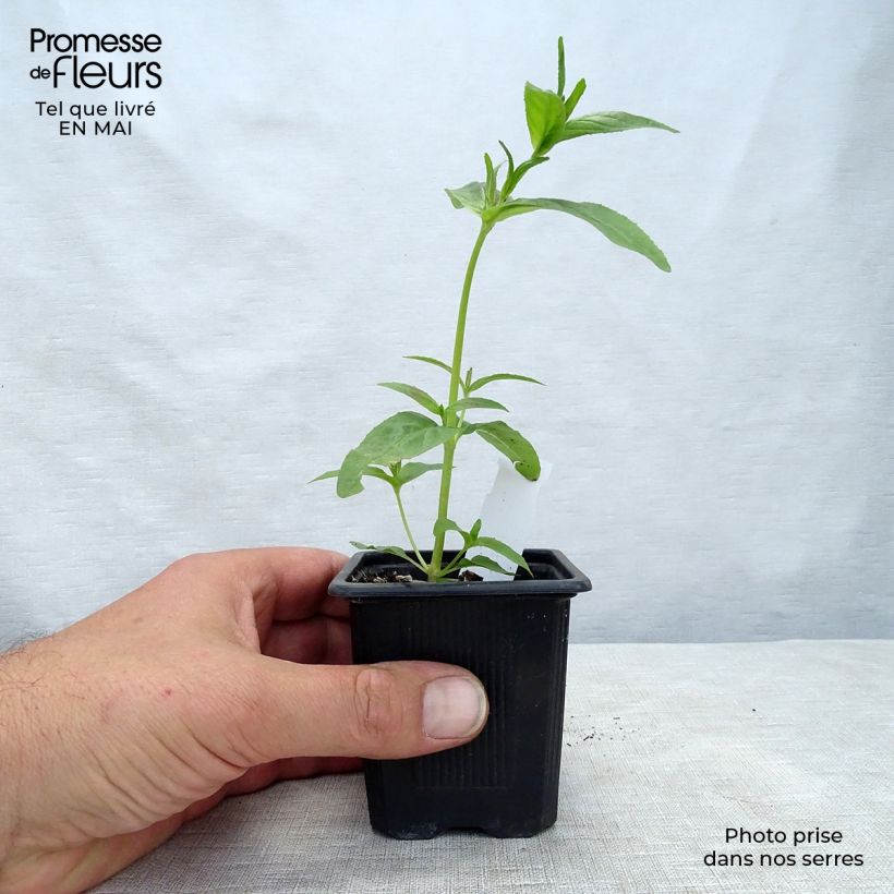 Example of Acanthus mollis - Acanthe à feuilles molles Godet de 7/8 cm as you get in printemps