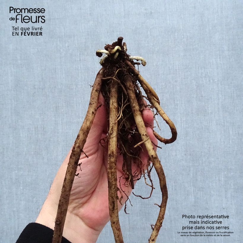 Example of Acanthus mollis - Acanthe à feuilles molles Racines nues, Qualité prémium as you get in hiver