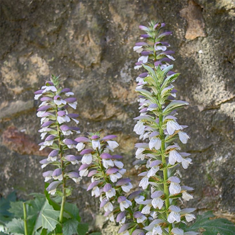 Acanthus mollis Hollards Gold - Acanthe dorée (Flowering)