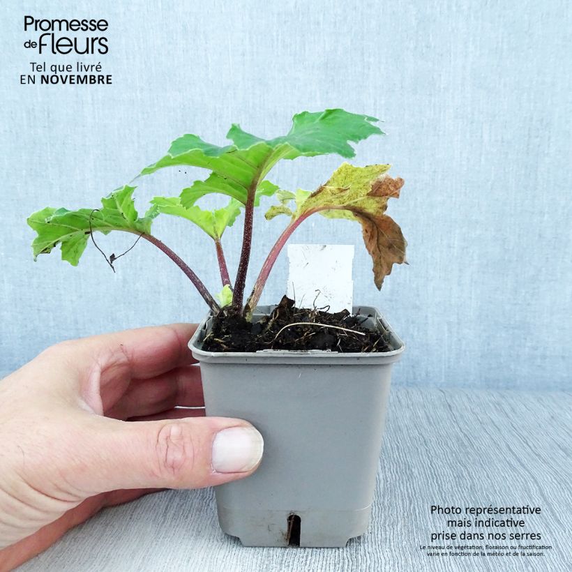Spécimen de Acanthus mollis Hollards Gold - Acanthe dorée Godet de 8/9 cm tel que livré en automne