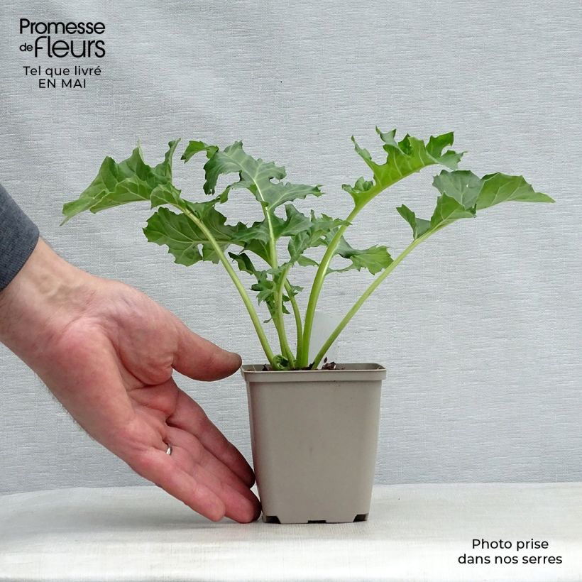 Example of Acanthus mollis Rue Ledan (Jeff Albus) - Acanthe blanche Godet de 8/9 cm as you get in printemps