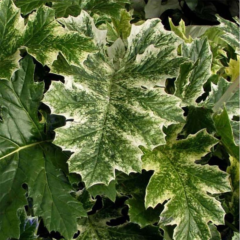 Acanthus mollis Tasmanian Angel - Acanthe panachée (Foliage)