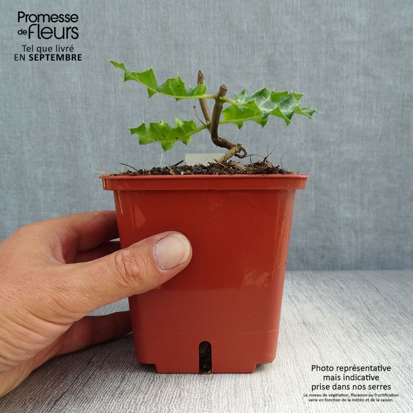 Spécimen de Acanthus sennii - Acanthe Pot de 1L/1,5L tel que livré en automne