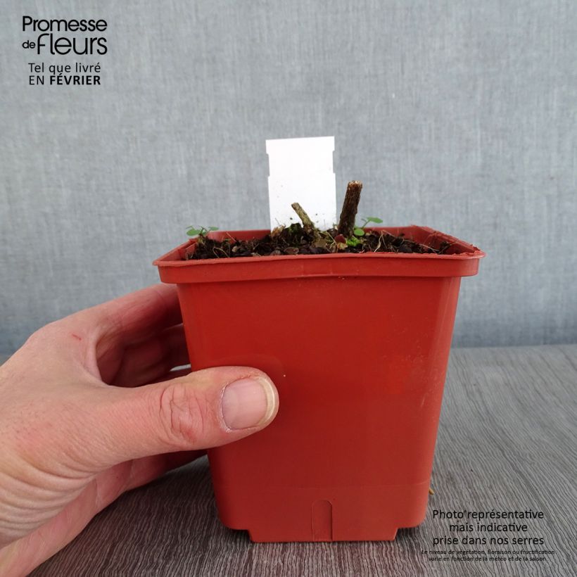 Example of Acanthus sennii - Acanthe Pot de 1L/1,5L as you get in hiver