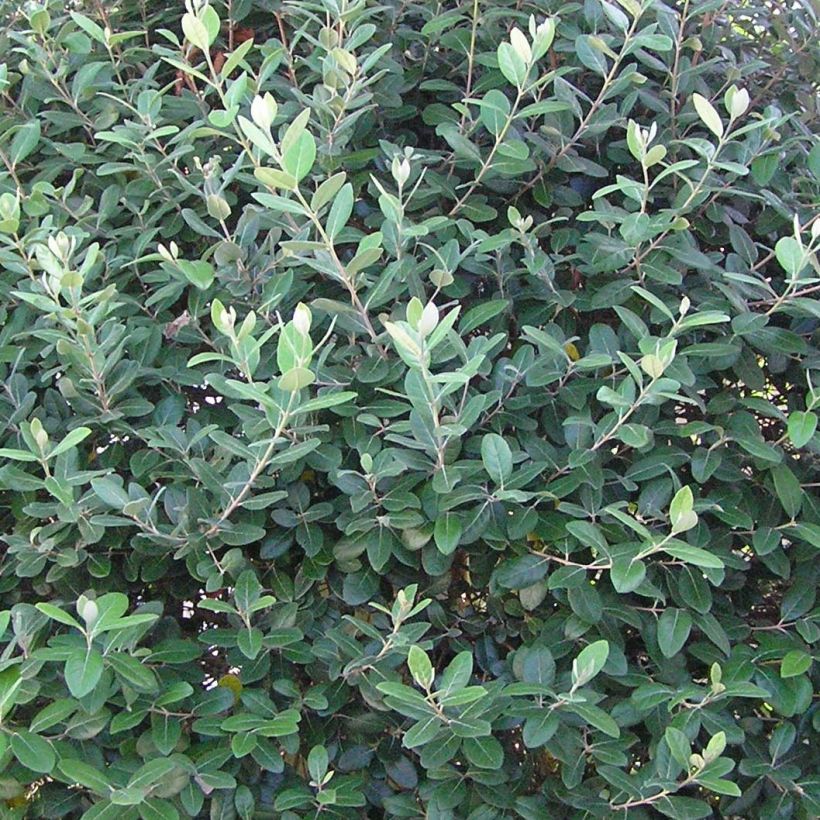 Acca sellowiana Gemini - Feijoa (Foliage)
