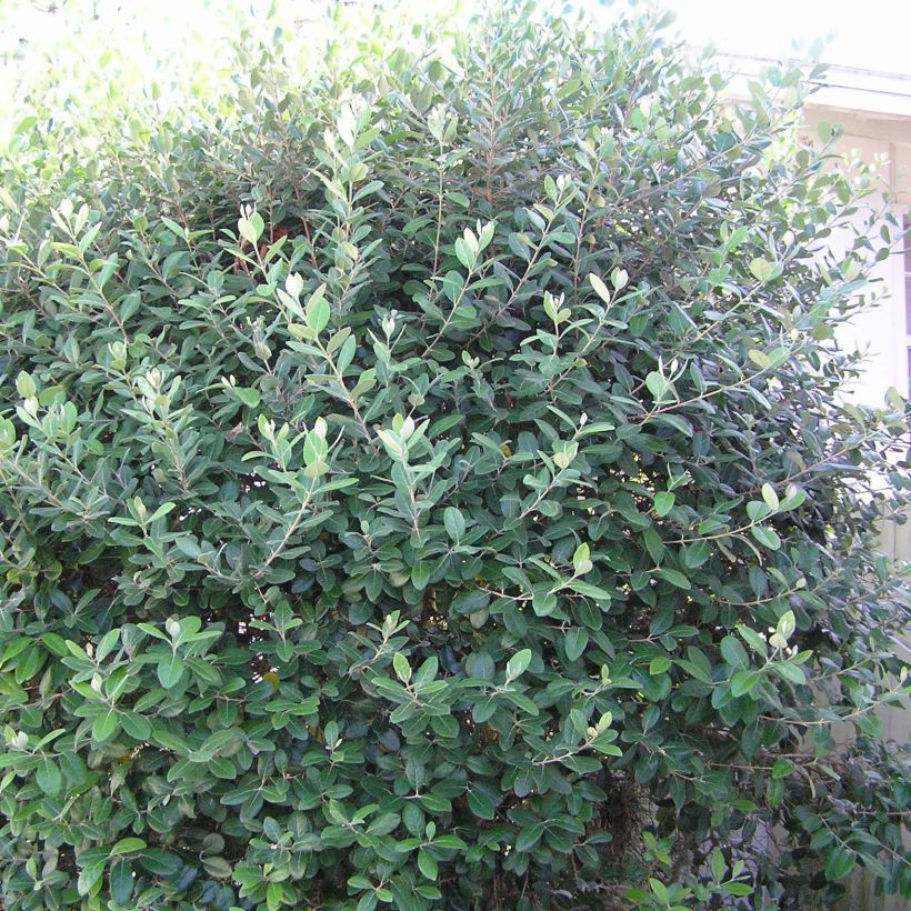 Acca sellowiana Gemini - Feijoa (Plant habit)