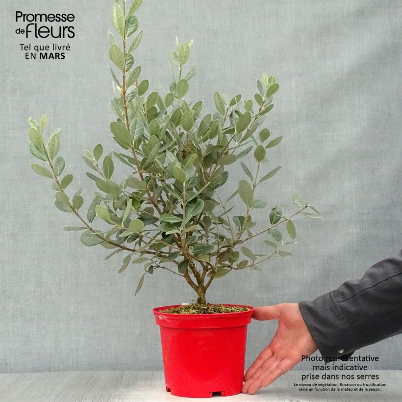 Example of Acca sellowiana Gemini - Feijoa Pot de 3L/4L as you get in printemps