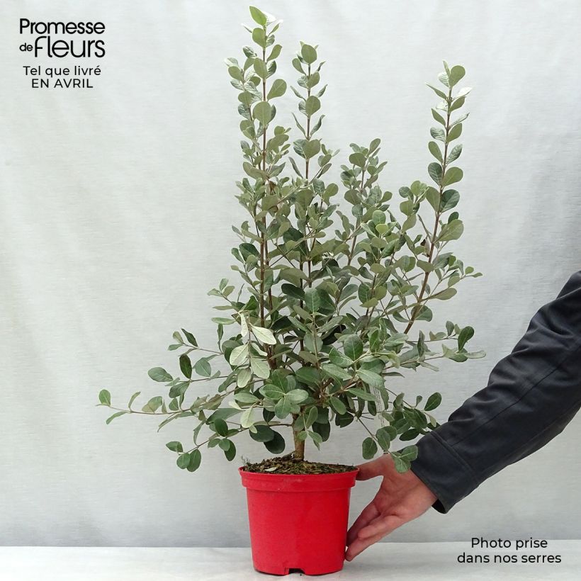 Example of Acca sellowiana - Goyavier du Brésil Pot de 2L/3L as you get in printemps