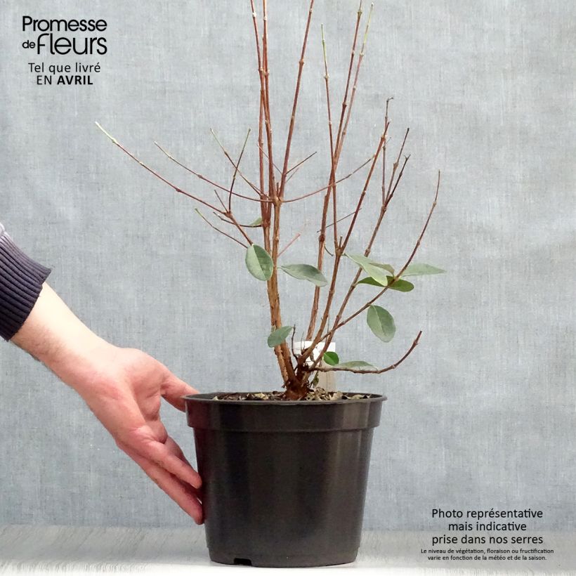 Example of Acca sellowiana - Goyavier du Brésil Pot de 4L/5L as you get in printemps
