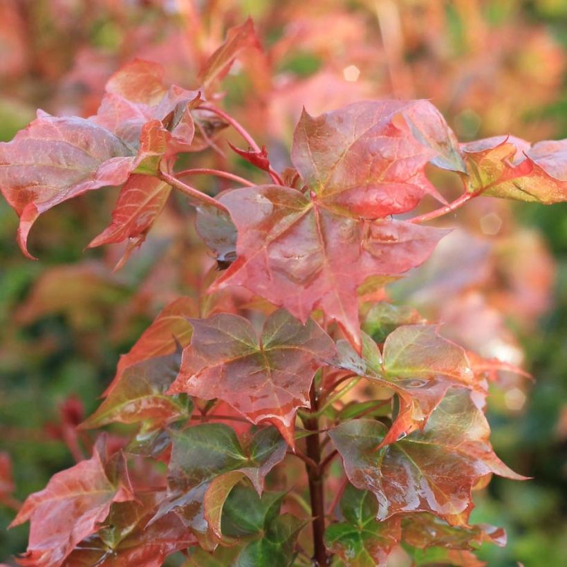 Erable plane - Acer Ample Surprise (Foliage)