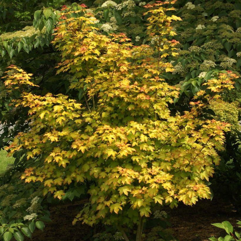 Erable hybride - Acer x orientalia Minorient (Port)