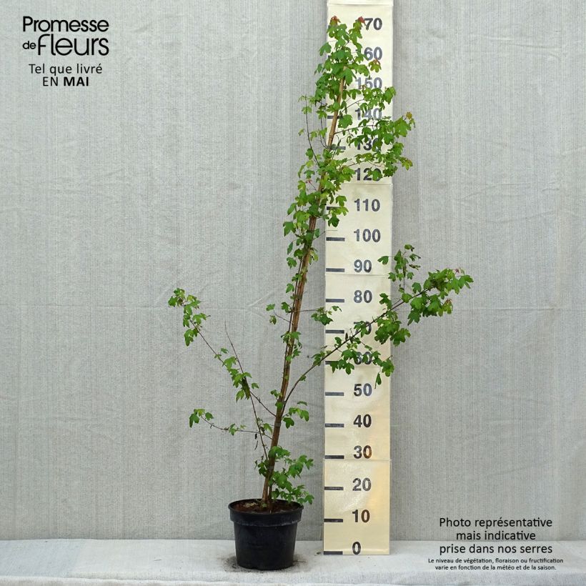 Example of Acer buergerianum - Erable de Buerger Pot de 4L/5L as you get in printemps