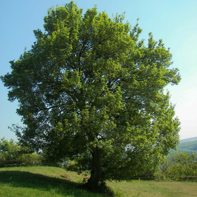 Erable champêtre - Acer campestre (Plant habit)