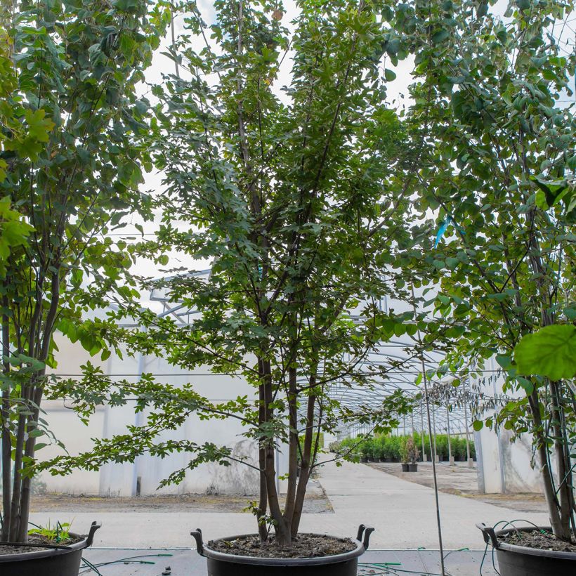 Example of Erable champêtre - Acer campestre Pot de 70L/75L, Cépée as you get in printemps