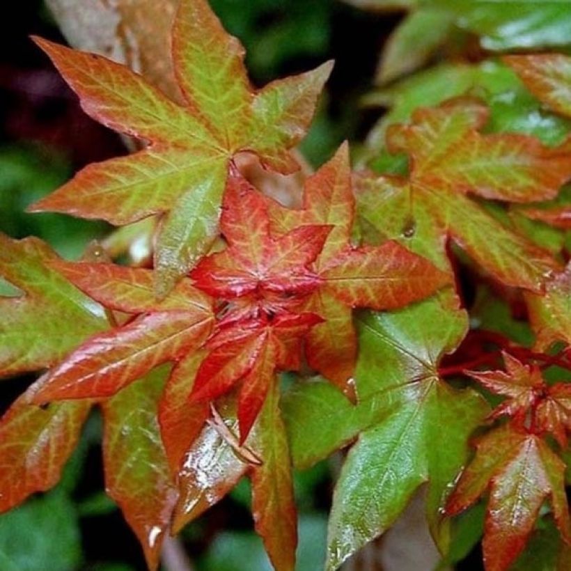 Acer cappadocicum Rubrum - Érable de Colchide rouge (Foliage)