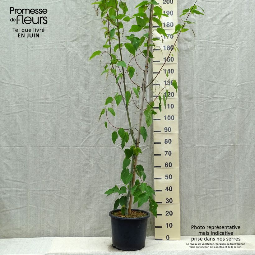 Example of Acer davidii Viper - Érable de David Pot de 12L/15L as you get in printemps