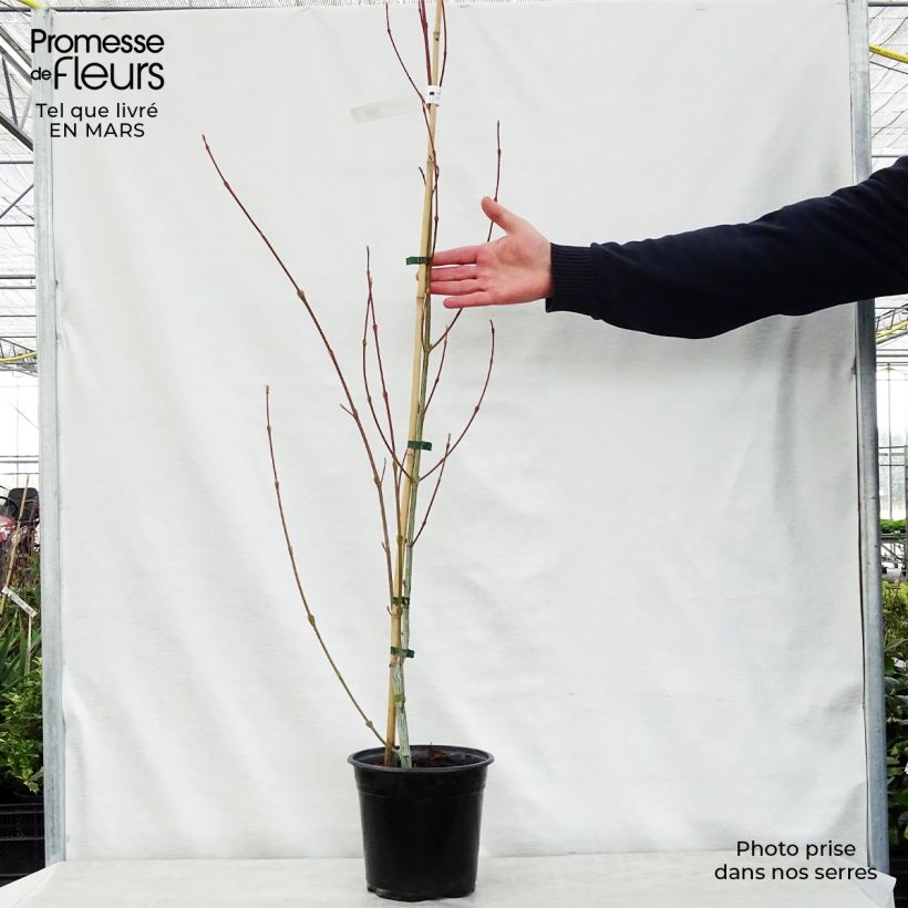 Example of Acer davidii Viper - Érable de David Pot de 4L/5L as you get in printemps
