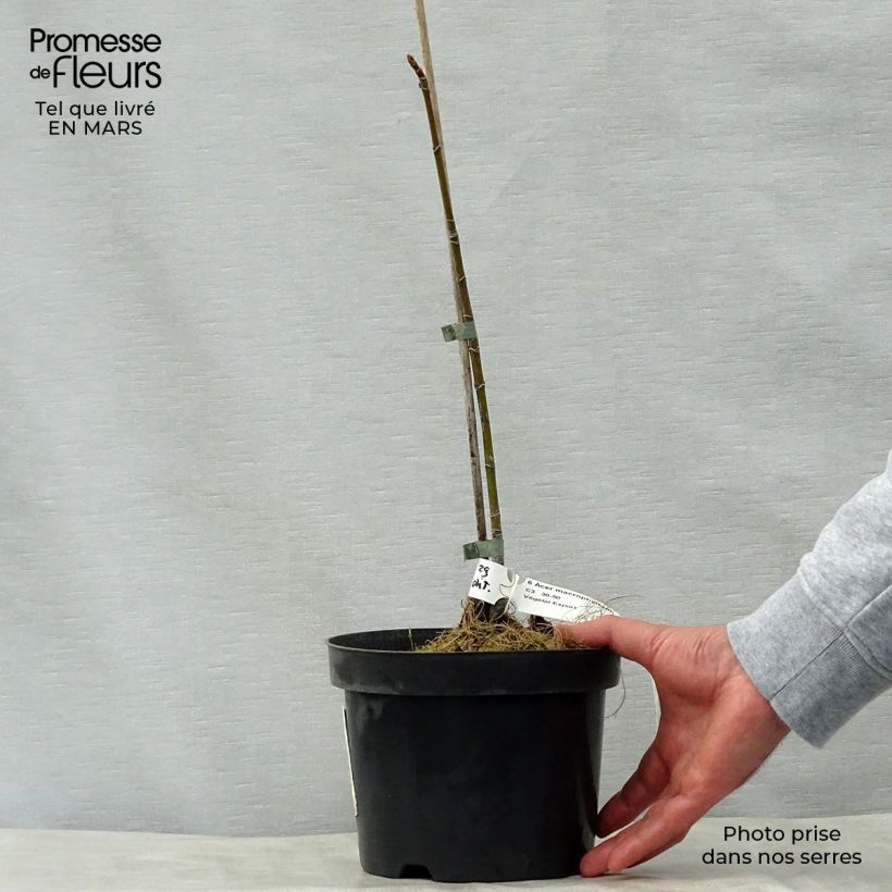 Spécimen de Acer macrophyllum - Erable à grandes feuilles Pot de 7,5L/10L tel que livré au printemps