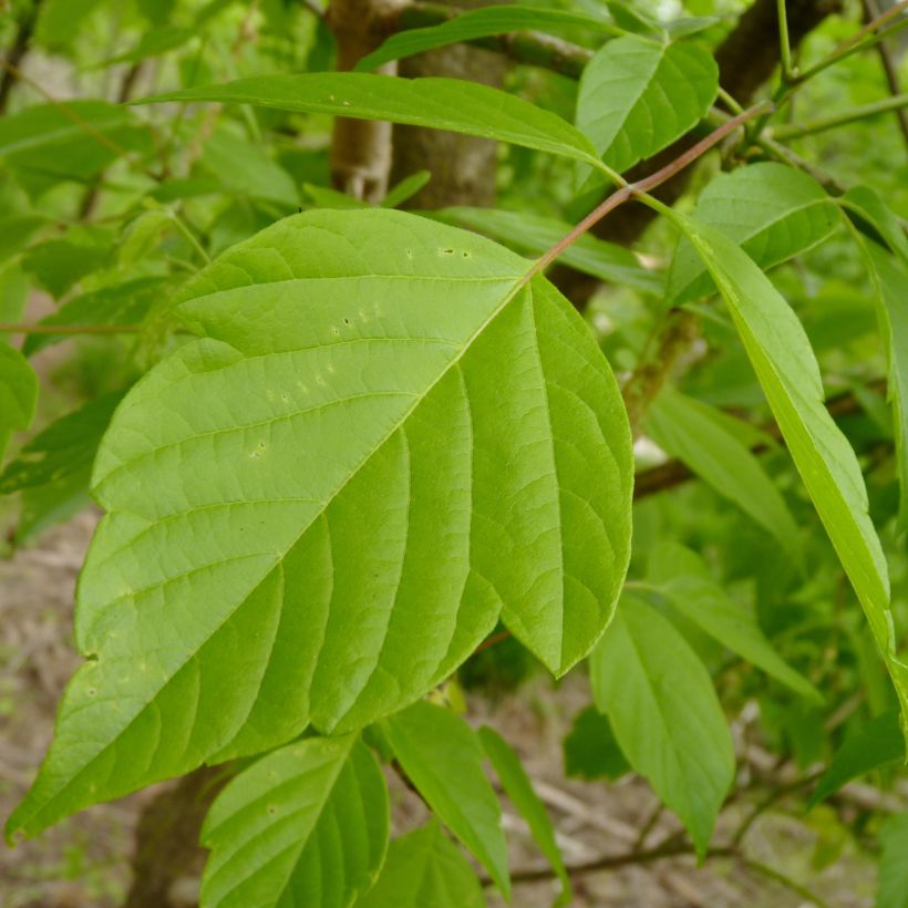 Érable à feuille de frêne - Acer negundo (Foliage)
