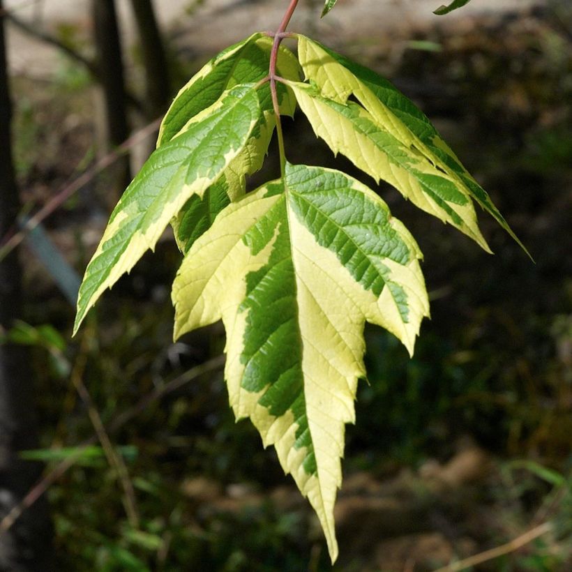 Érable à feuille de frêne panaché - Acer negundo Aureovariegatum (Foliage)