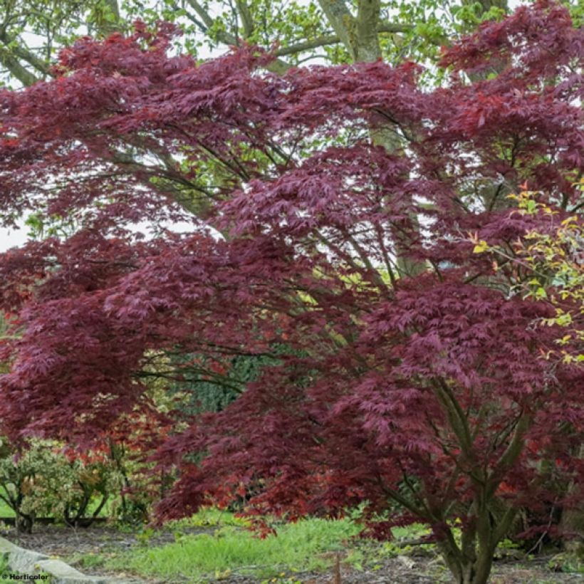 Érable du Japon - Acer palmatum Atropurpureum (Plant habit)
