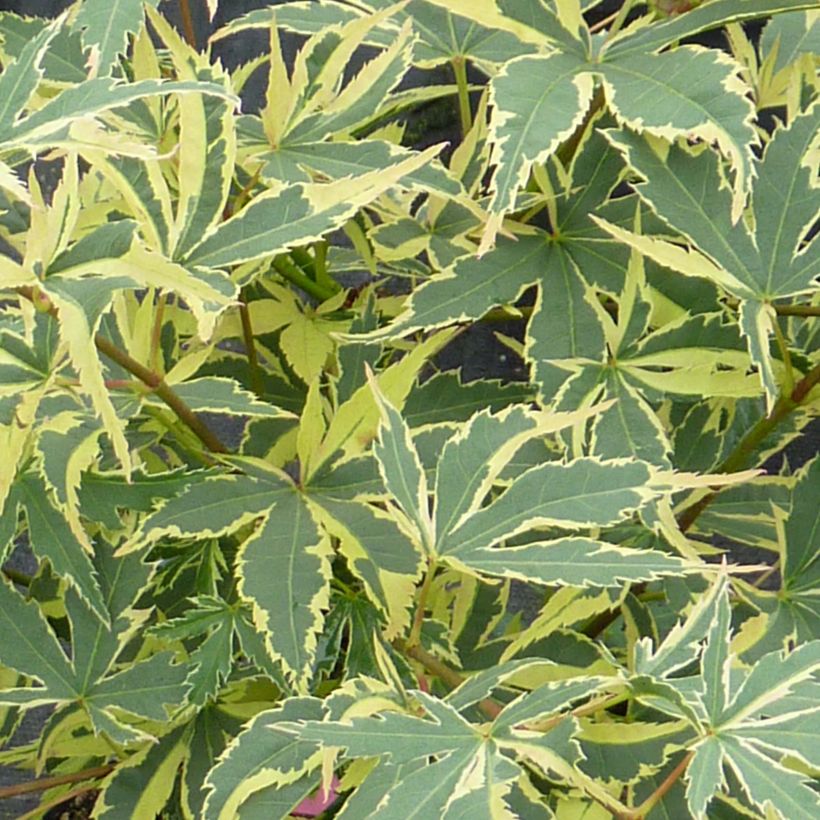 Erable du Japon - Acer palmatum Beni Shichihenge (Foliage)