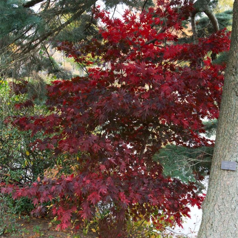 Érable du Japon - Acer palmatum Bloodgood (Plant habit)