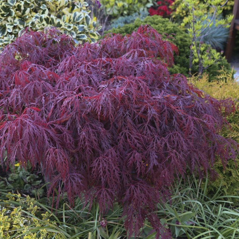 Érable du Japon - Acer palmatum Crimson Queen (Foliage)