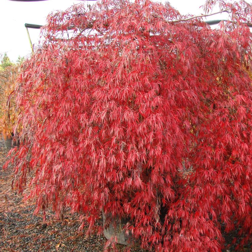 Érable du Japon - Acer palmatum Crimson Queen (Plant habit)