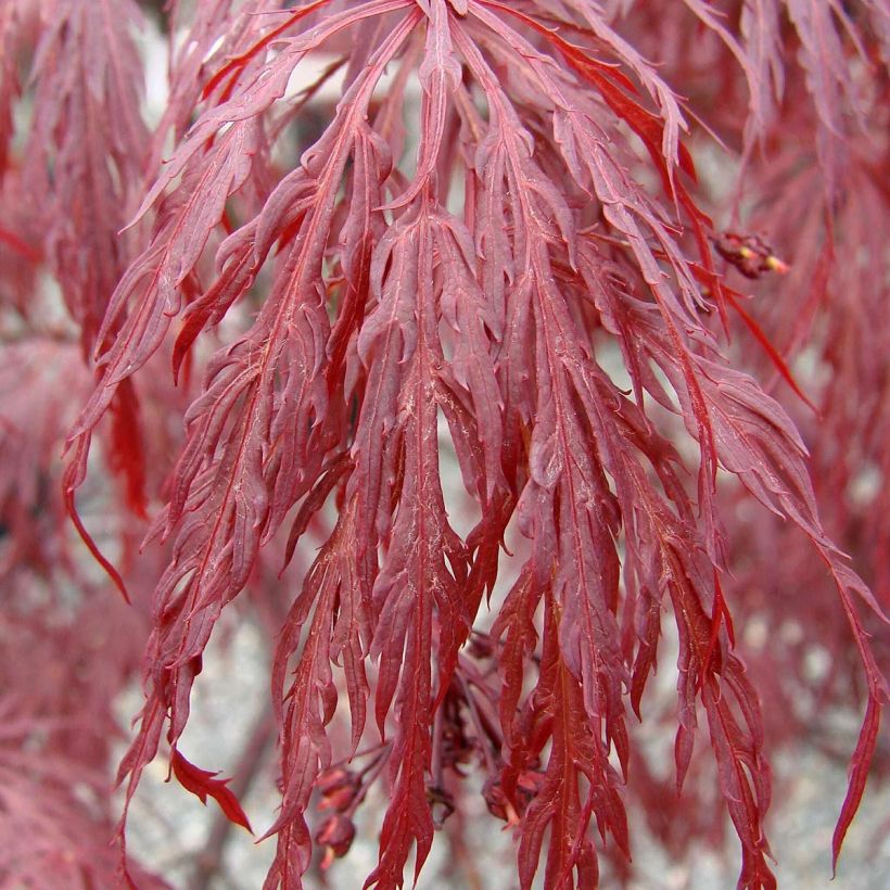 Érable du Japon - Acer palmatum Dissectum Tamukeyama (Foliage)