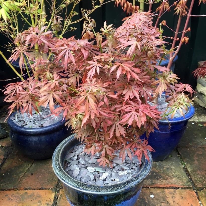 Érable du Japon Jerre Schwartz - Acer palmatum (Plant habit)
