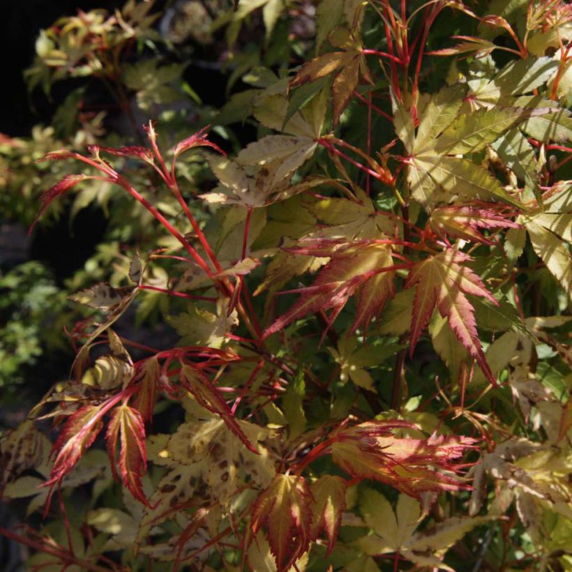 Érable du Japon - Acer palmatum Katsura (Foliage)