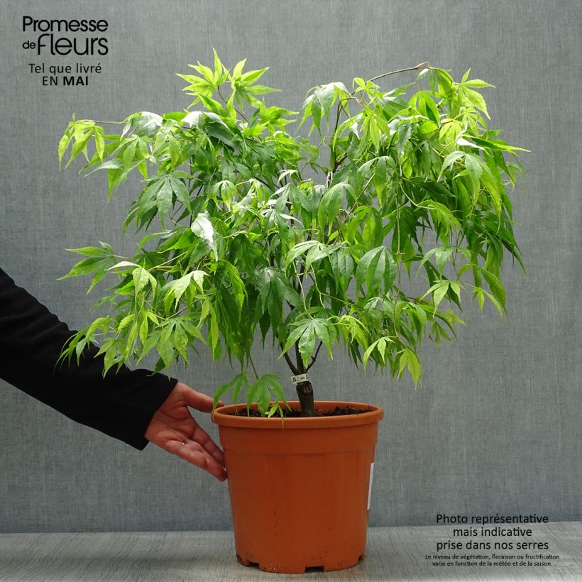 Example of Érable du Japon Koto-No-Ito - Acer palmatum Pot de 6L/7L as you get in printemps