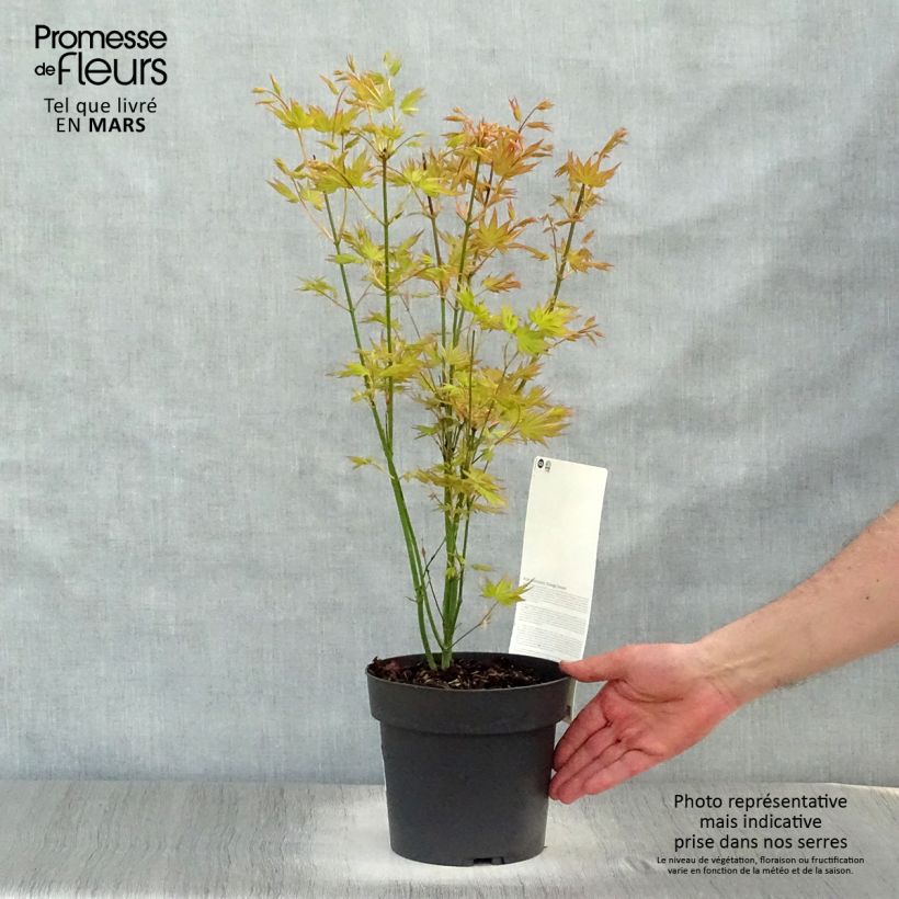 Example of Acer palmatum Orange Dream Pot de 3L/4L as you get in printemps