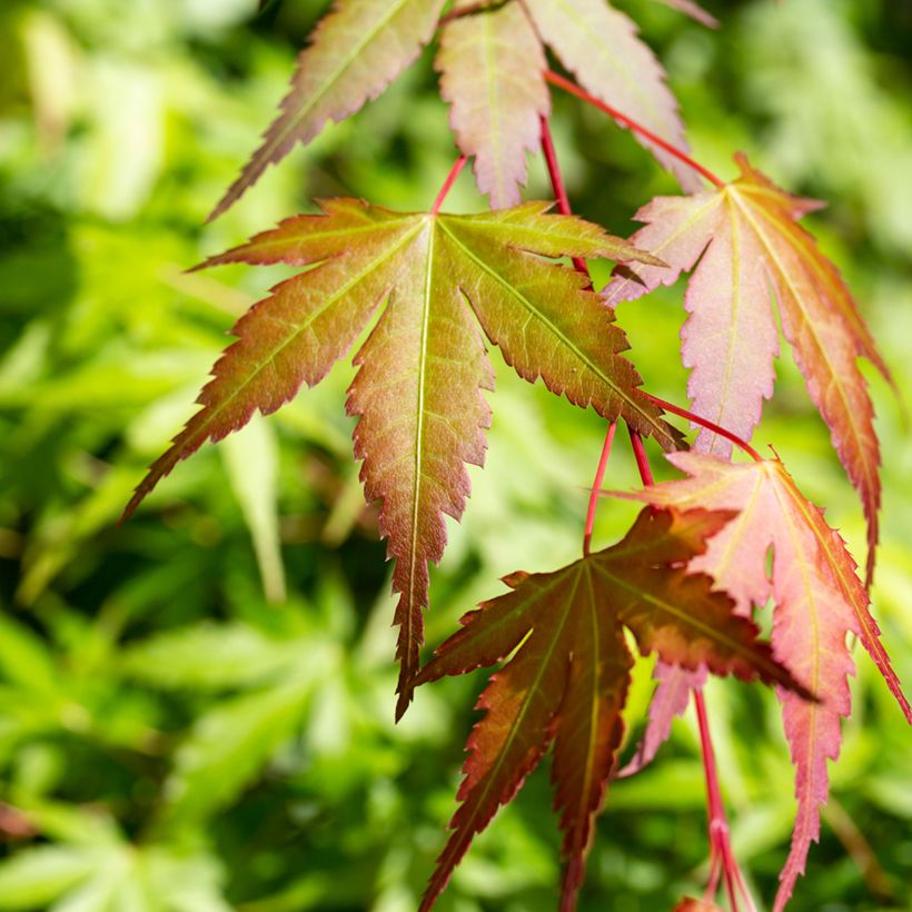 Acer palmatum Orange Dream (Foliage)