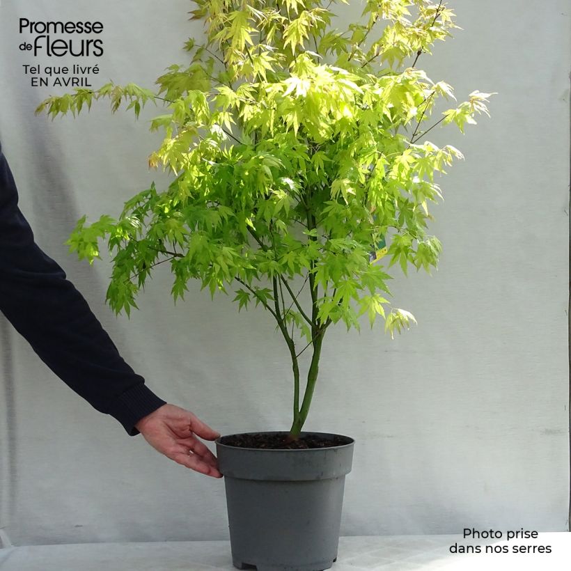 Example of Acer palmatum Orange Dream Pot de 7,5L/10L as you get in printemps