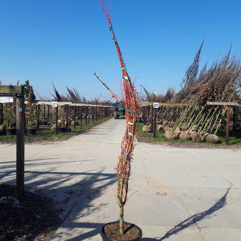 Spécimen de Erable du Japon - Acer palmatum Sangokaku (Senkaki) Pot de 50L/55L, Cépée tel que livré au printemps