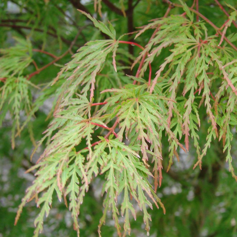 Érable du Japon - Acer palmatum Seiryu (Foliage)