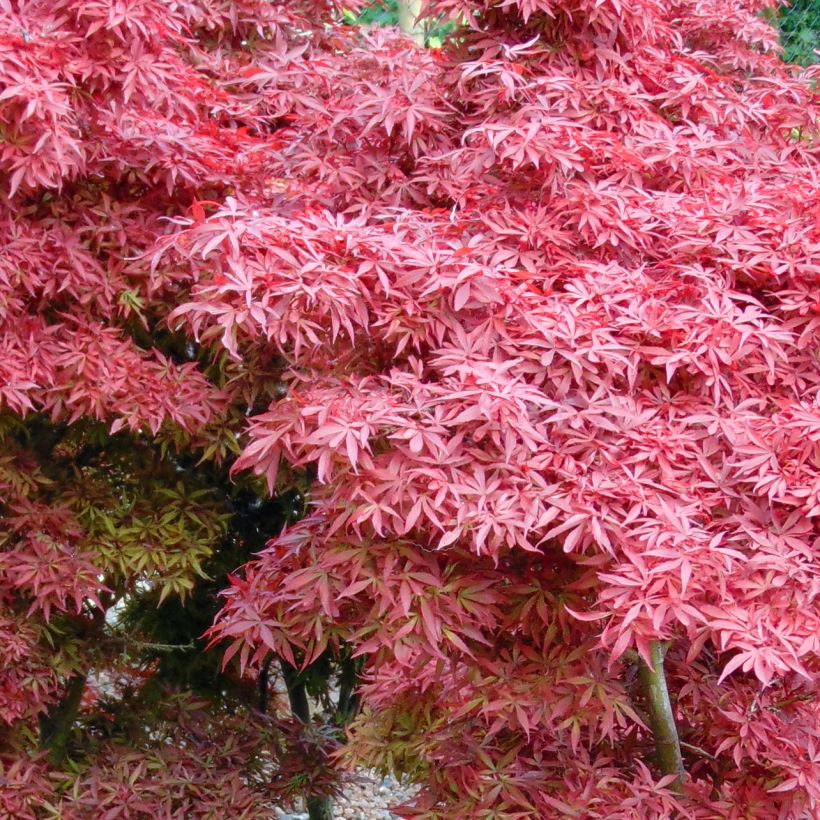 Erable du Japon - Acer palmatum Shaina (Foliage)