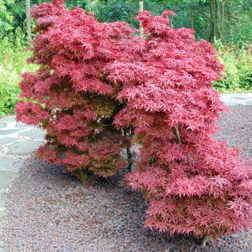 Erable du Japon - Acer palmatum Shaina (Plant habit)