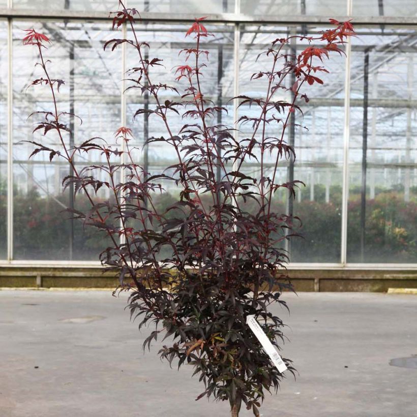 Erable du Japon - Acer palmatum Skeeter's Broom (Plant habit)