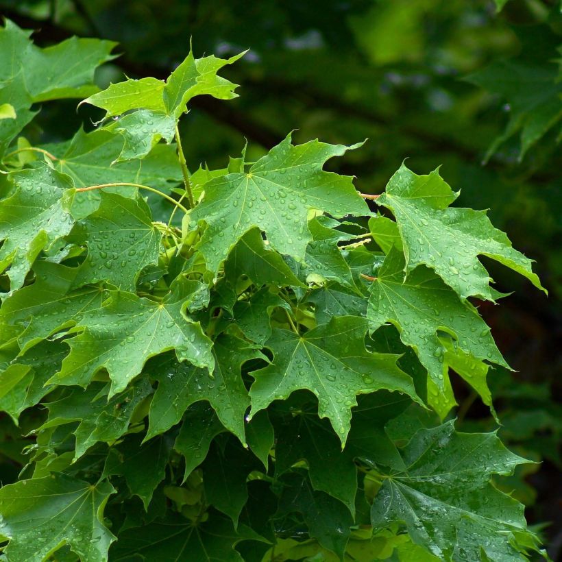 Acer platanoides - Érable plane (Foliage)