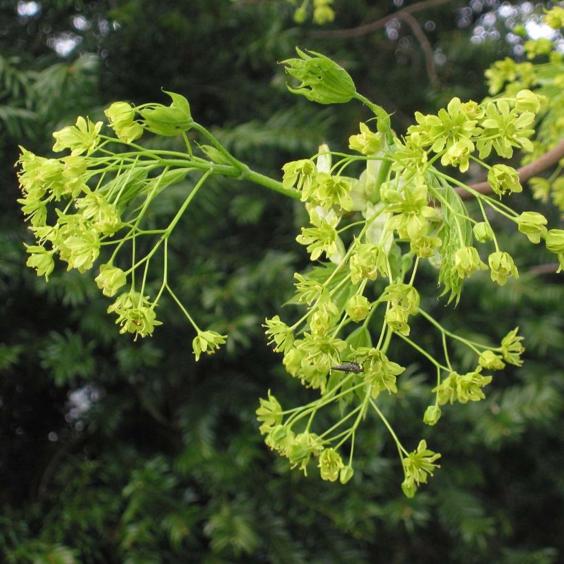 Acer platanoides - Érable plane (Flowering)