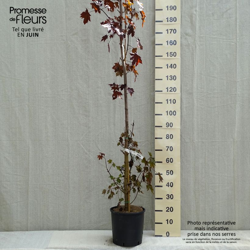 Example of Acer platanoides Crimson Sentry - Érable plane Pot de 12L/15L as you get in printemps