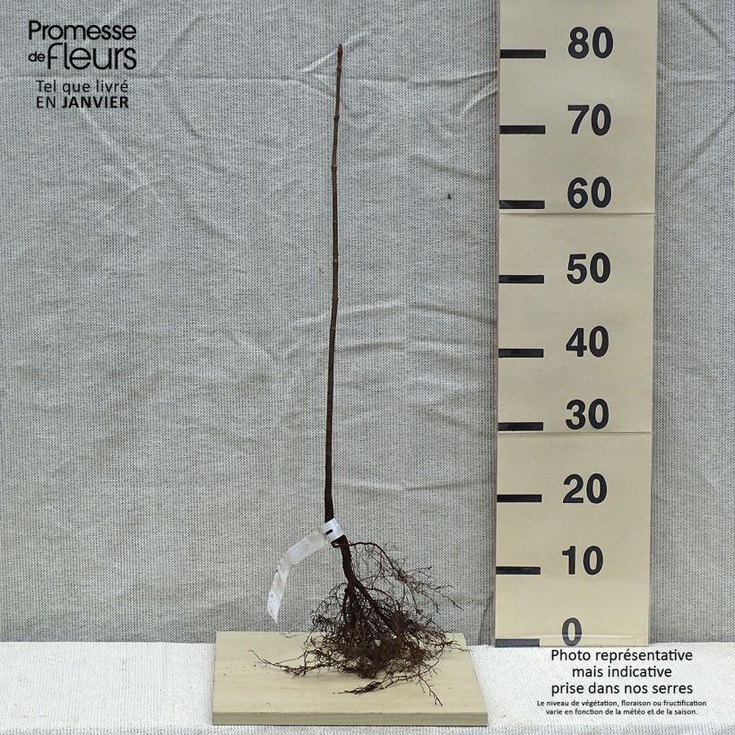 Example of Acer platanoides - Érable plane Racines nues as you get in hiver