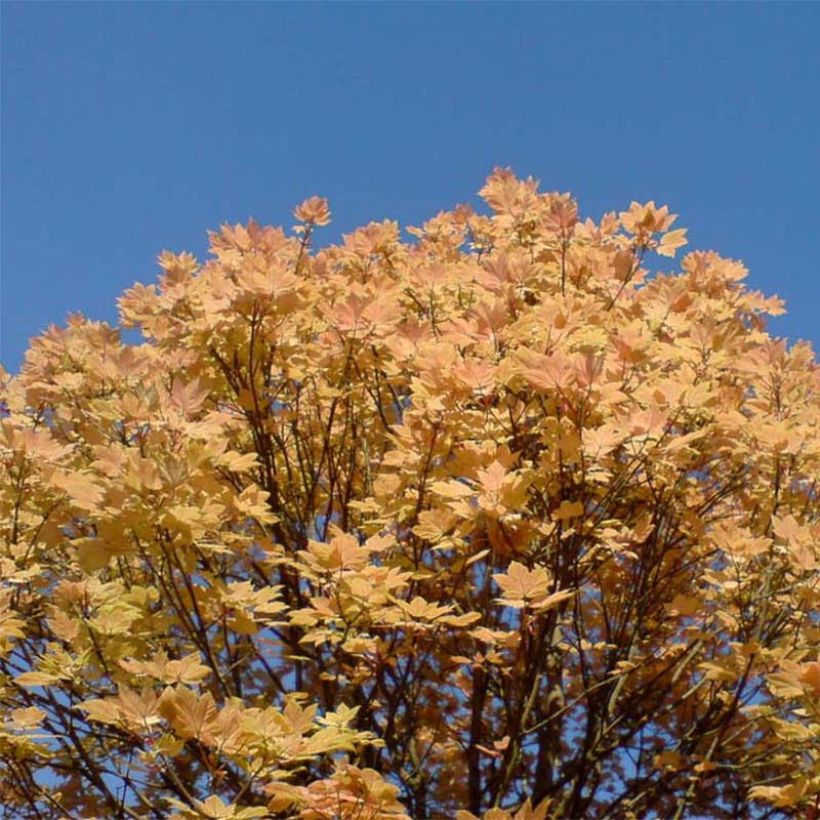 Erable sycomore - Acer pseudoplatanus Brilliantissimum (Plant habit)