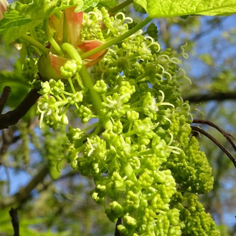 Érable sycomore Leopoldii - Acer pseudoplatanus (Flowering)