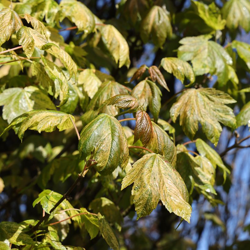 Erable sycomore - Acer pseudoplatanus Prince Camille de Rohan (Foliage)