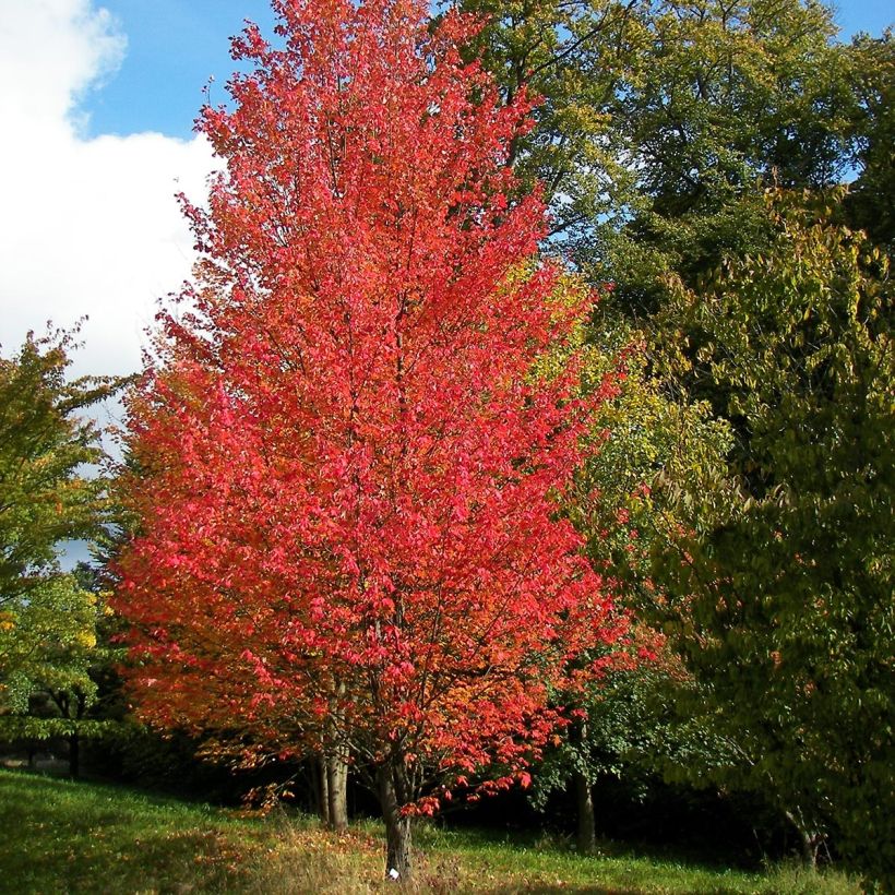 Acer rubrum Armstrong - Érable rouge (Plant habit)